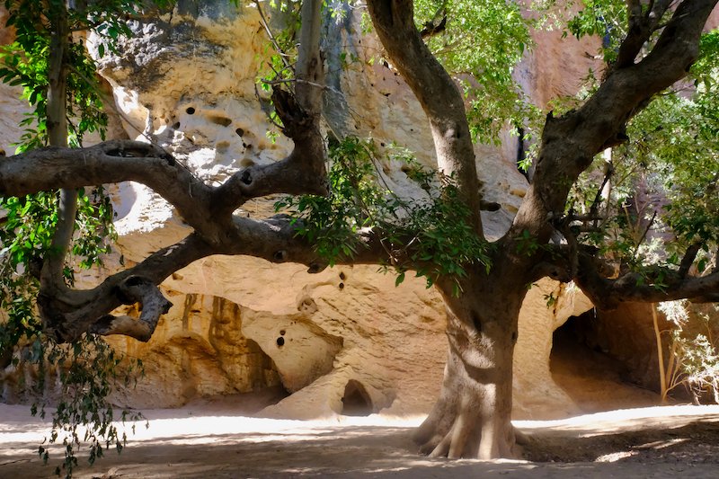 Windjana Gorge Tree | Earth Sea Star Shop